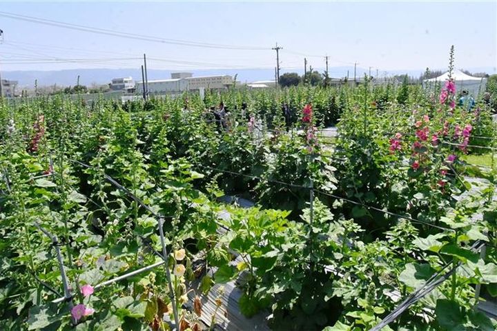 ▲員林蜀葵花田約有萬株花海,盛開是十分壯麗。 圖:員林市公所/提供