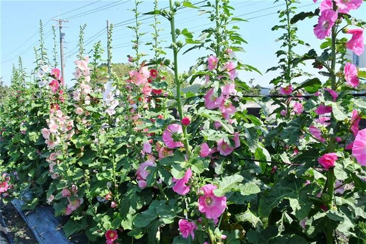 員林蜀葵花季3/29-4/20登場 萬株綻放迎賞花客