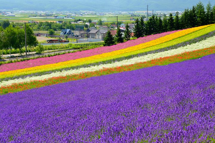 ▲北海道的夏季，景色優美引人入勝 。　圖：shutterstock／來源