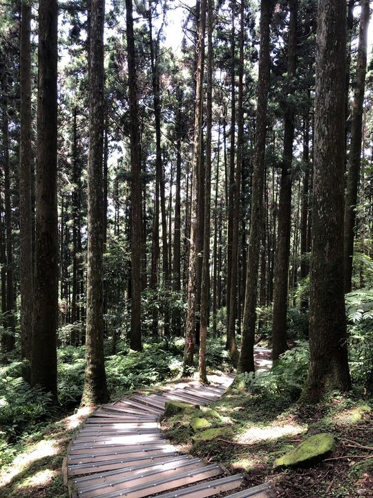 ▲東眼山森林遊樂區。　圖：農業部林業及自然保育署／提供