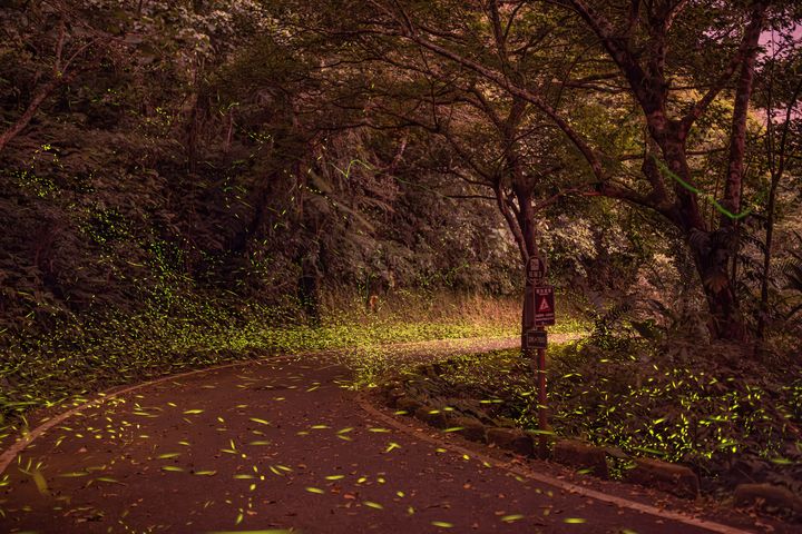 ▲花蓮鯉魚潭環潭步道－螢火蟲。　圖：花東縱谷國家風景區管理處／提供