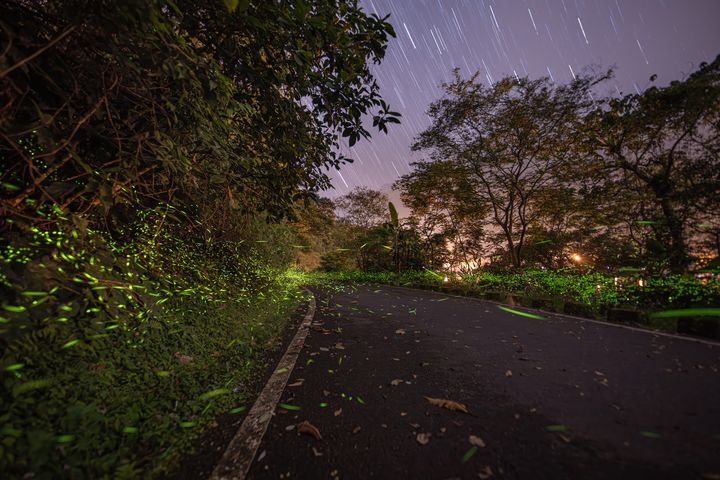 ▲花蓮鯉魚潭螢火蟲與星軌。　圖：花東縱谷國家風景區管理處／提供