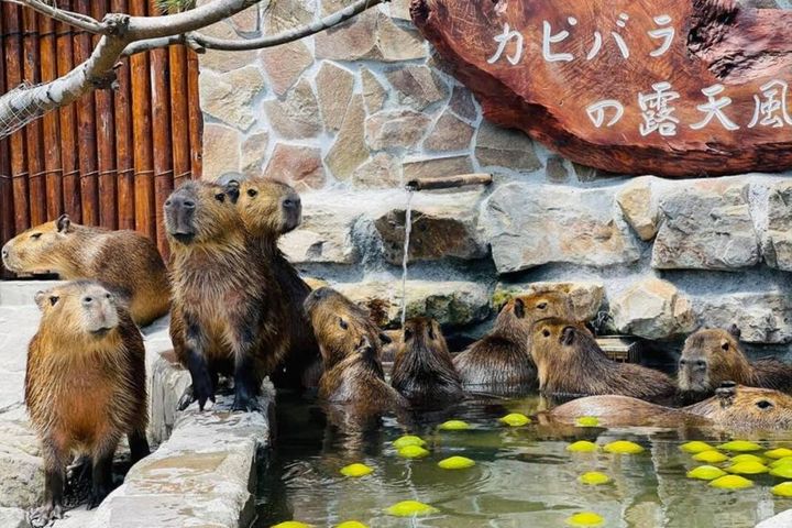 宜蘭一日遊，安排頭城老街、蔥寶寶體驗農場、張美阿嬤農場、羅東夜市，大人小孩都合適。　圖：張美阿嬤農場、KKday／提供