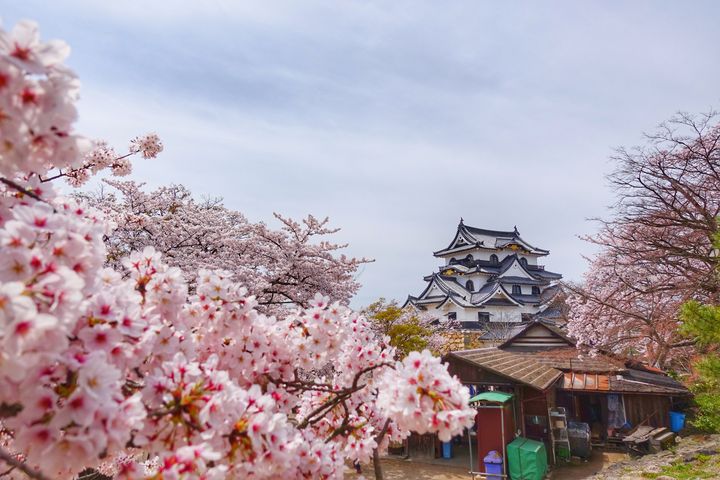 ▲熊本城春日櫻花盛開，是知名賞櫻景點。　圖：shutterstock／來源