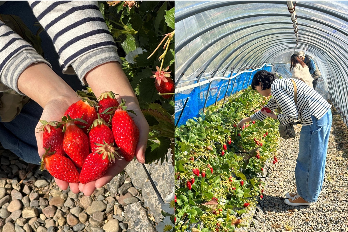 ▲「Strawberry Field」提供一組客人一個溫室，採草莓不限時。　記者-蔡雅雯／攝影 