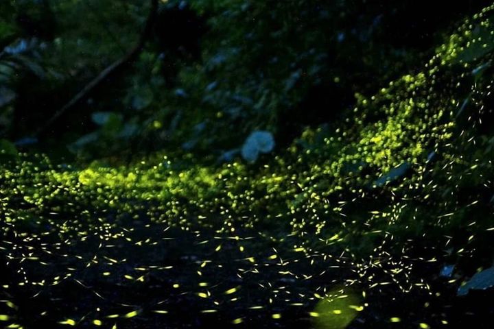 火金姑的故鄉－小礁溪賞螢活動登場。　圖：居悠谷原生態體驗農莊／提供