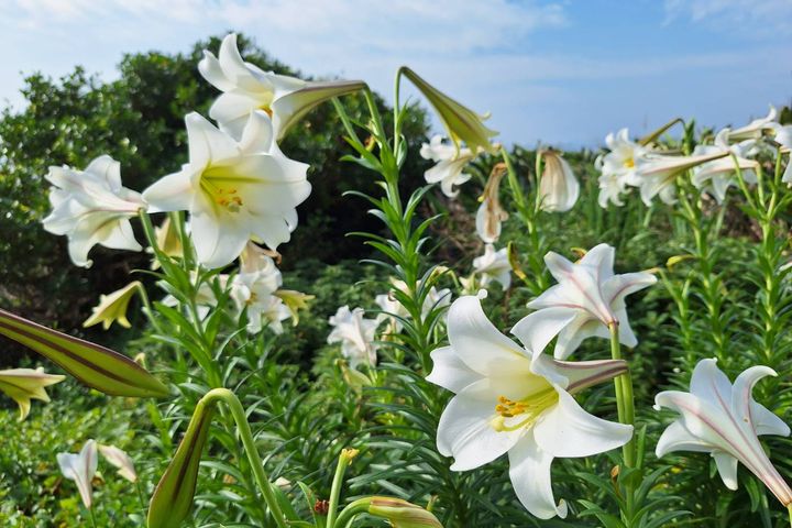 ▲基隆嶼的鐵炮百合。　圖：基隆市政府產業發展處／提供