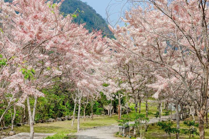 ▲春季東高雄九區，不僅能賞螢，還能在花旗木下感受粉色浪漫。　圖：高雄市政府觀光局／提供