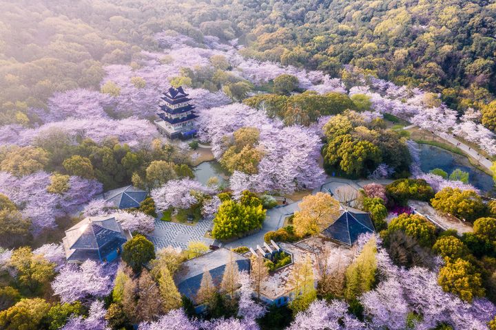 ▲無錫黿頭渚春櫻美景，素有太湖第一名勝美稱。　圖：shutterstock／來源