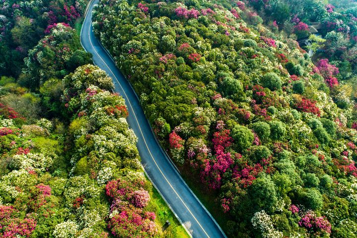 ▲貴州畢節杜鵑花海，每一處景區各有特色。　圖：shutterstock／來源