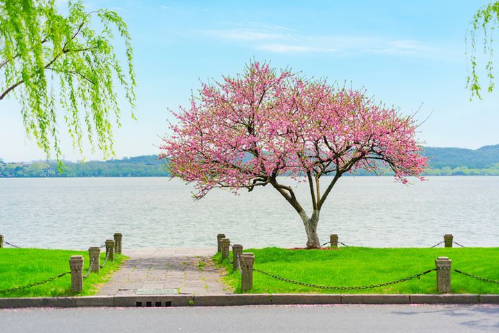 ▲杭州西湖浪漫春色。　圖：shutterstock／來源