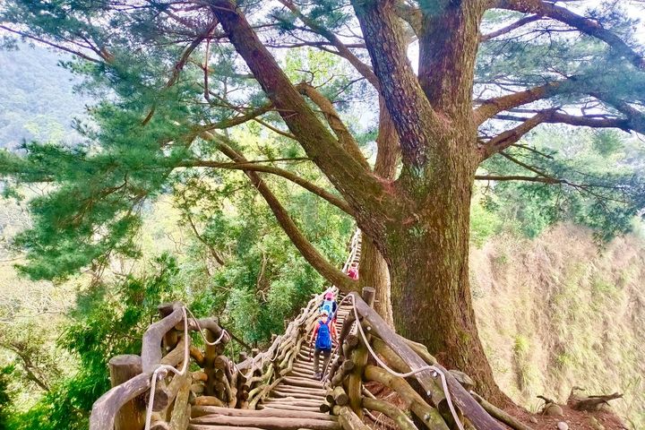 5號山陵縱走步道沿途經過多棵大松樹。　圖：台中市政府觀光旅遊局／提供 