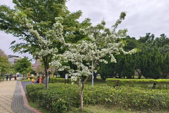 ▲美崙公園流蘇花開。　圖：臺北市政府工務局／提供