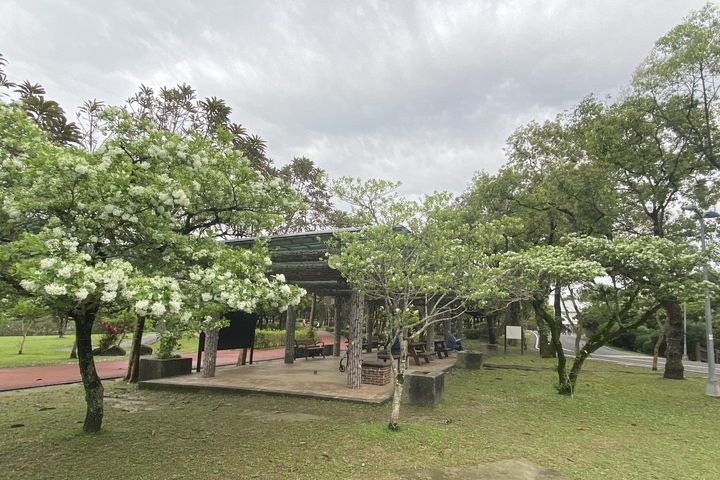 ▲南港公園流蘇花開。　圖：臺北市政府工務局／提供