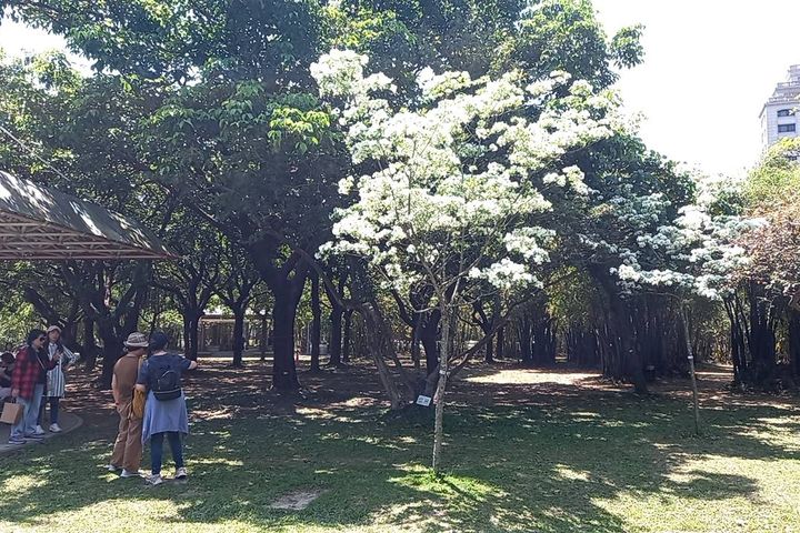 ▲大安森林公園流蘇花開，吸引民眾駐足欣賞。　圖：臺北市政府工務局／提供