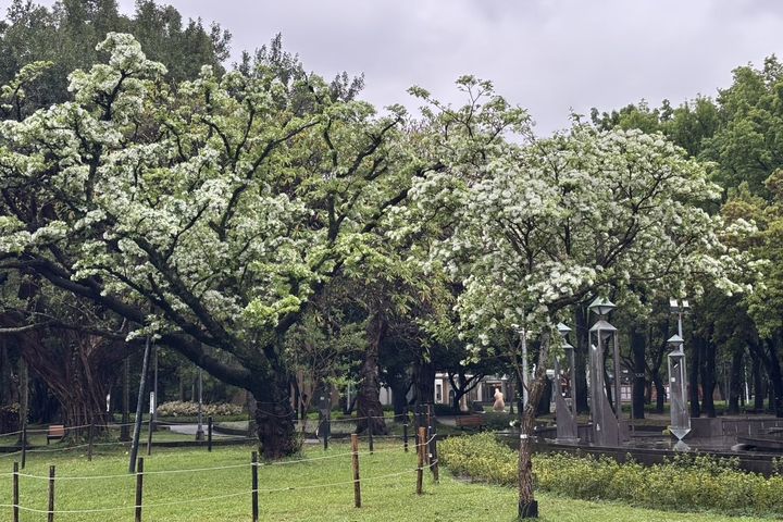 二二八公園流蘇花開。　圖：臺北市政府工務局／提供 