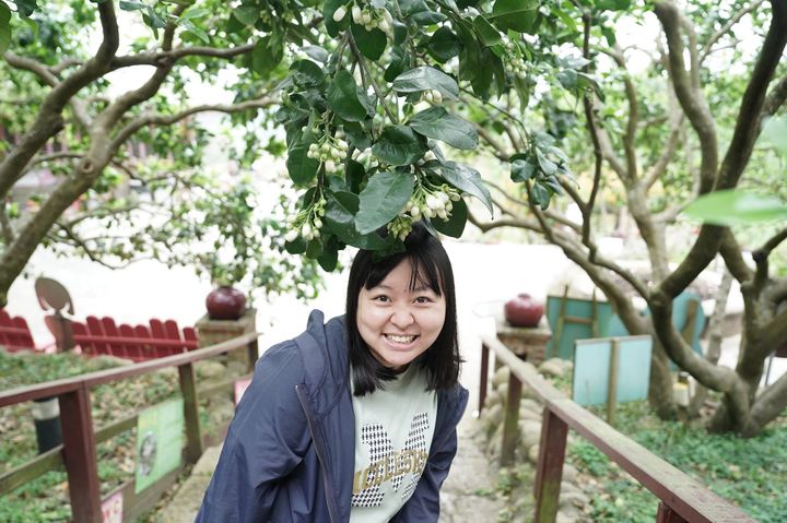 目前正值八里柚花盛開的時節。　圖：新北市政府農業局／提供