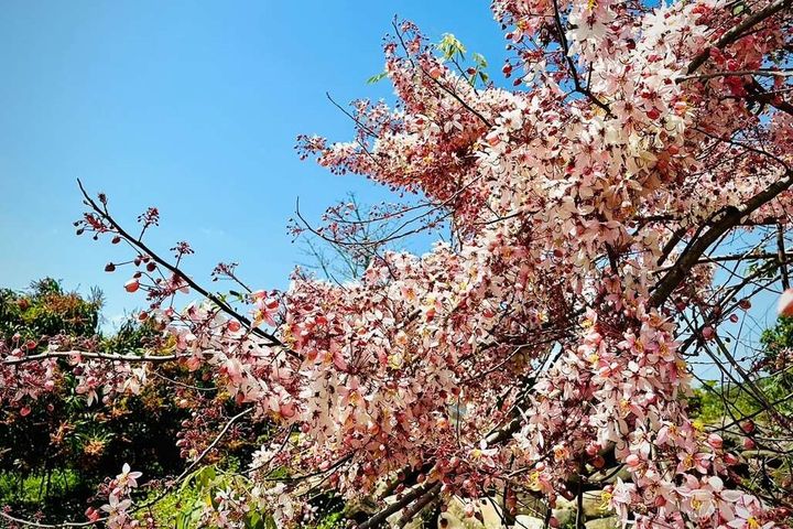楠西花旗木。　圖：台南市政府觀光旅遊局／提供