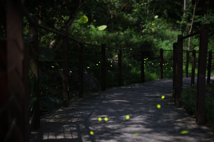 ▲八仙山國家森林遊樂區內點點螢光彷如仙境。　圖：農業部林業及自然保育署／提供