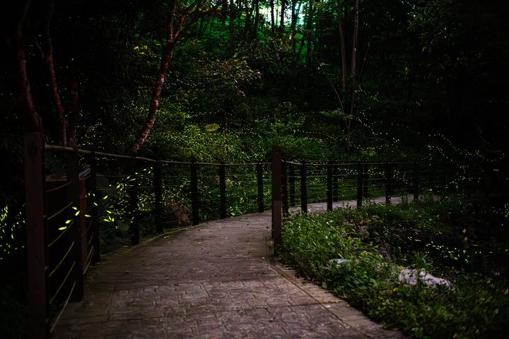 八仙山擁有豐富的生態資源，一晚有機會看到4種以上的螢火蟲。　圖：農業部林業及自然保育署／提供
