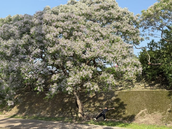▲營造出詩意盎然的「苦楝花雨」，讓人陶醉於這場春日限定的浪漫景緻。　圖：新北市政府水利局／提供