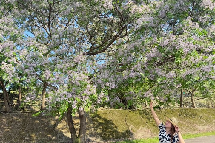 一串串淡紫色小花如繁星點綴枝頭，輕柔搖曳於微風之中。　圖：新北市政府水利局／提供
