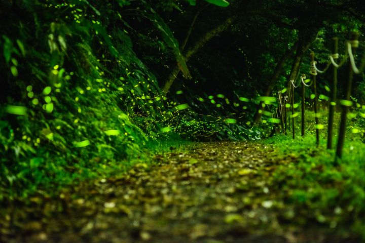 宜蘭擁有全台數一數二的賞螢秘境。　圖：藏酒酒莊／提供