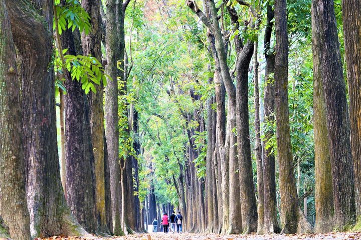▲新威森林公園－桃花心木步道。　圖：茂林國家風景區管理處／提供