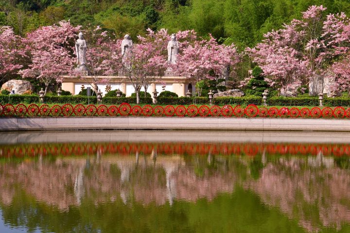 ▲神威天台山－日月湖畔花旗木。　圖：茂林國家風景區管理處／提供