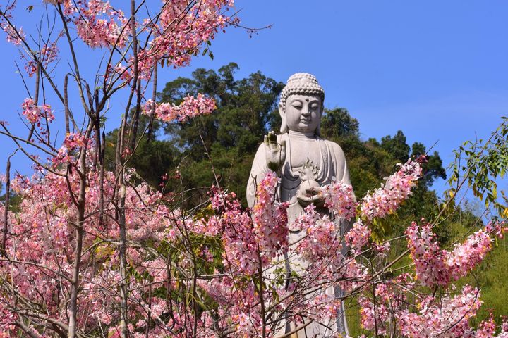神威天台山－花旗木。　圖：茂林國家風景區管理處／提供 