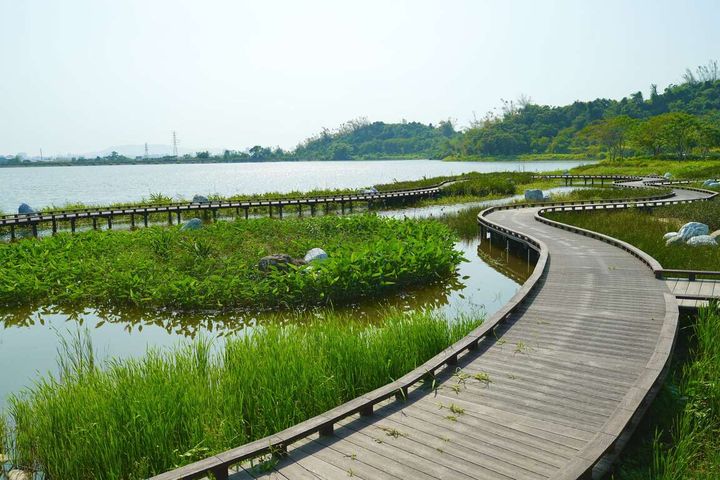 ▲沿著棧道散步可觀賞原生水生植物。　圖：高雄市政府觀光局／提供