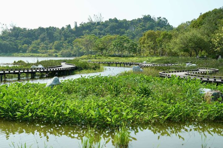 水花園濕地利用觀音湖高灘地種植原生水生植物。　圖：高雄市政府觀光局／提供