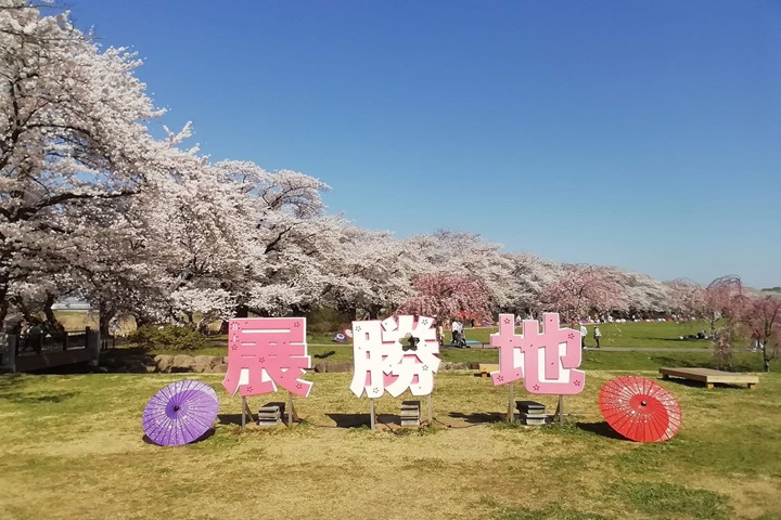 東北賞櫻名所－北上展勝地。　圖：岩手縣觀光協會／提供