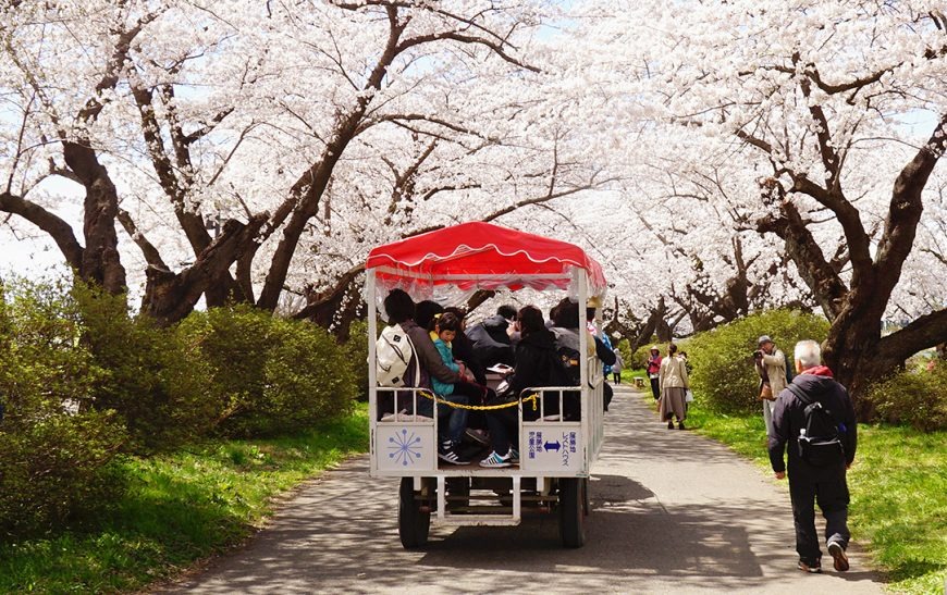 ▲北上展勝地櫻花祭年年推出的觀光馬車，非常受到海內外觀光客好評！　圖：岩手縣觀光協會／提供