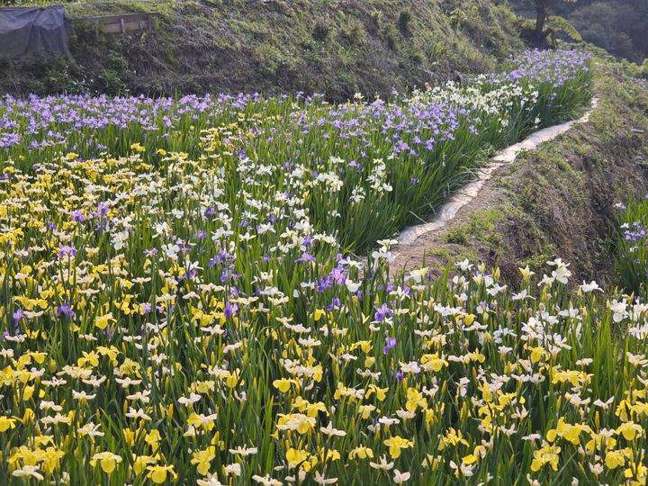 ▲鳶尾花為翠綠的梯田增添繽紛色彩。　圖：新北市政府農業局／提供