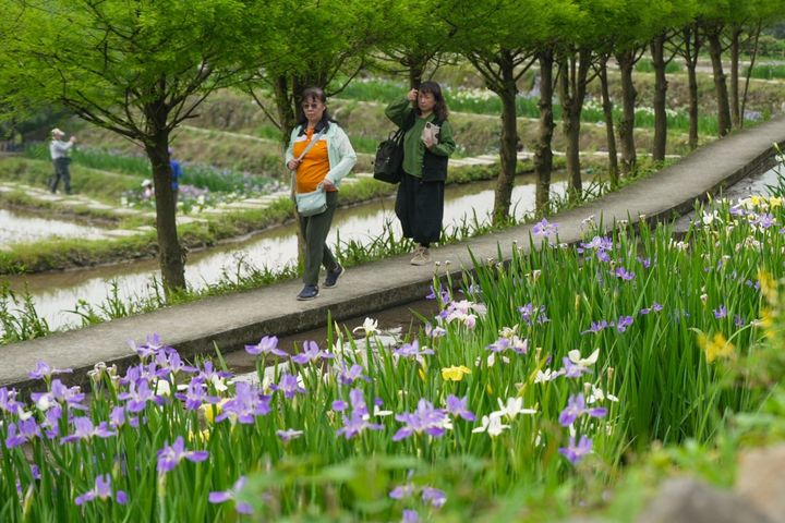 新北嵩山農村擁有全台唯一梯田鳶尾花海。　圖：新北市政府農業局／提供