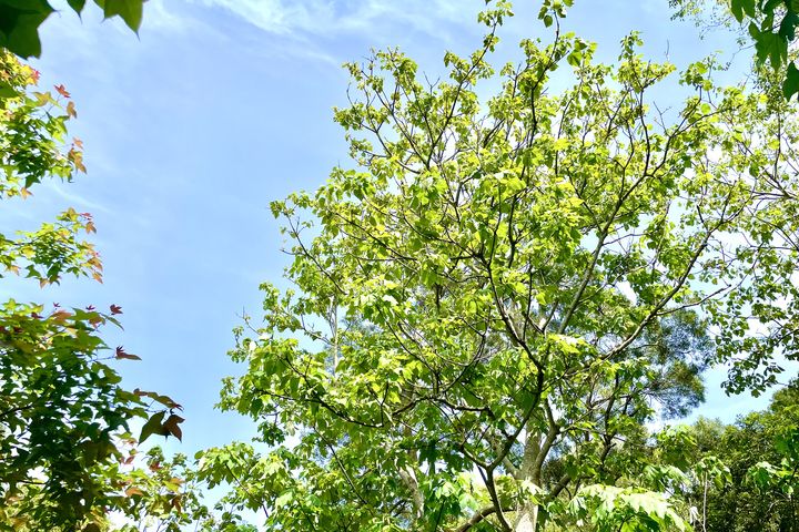 ▲林之道遍布油桐花已含苞待放。　圖：臺中市政府觀光旅遊局 ／提供
