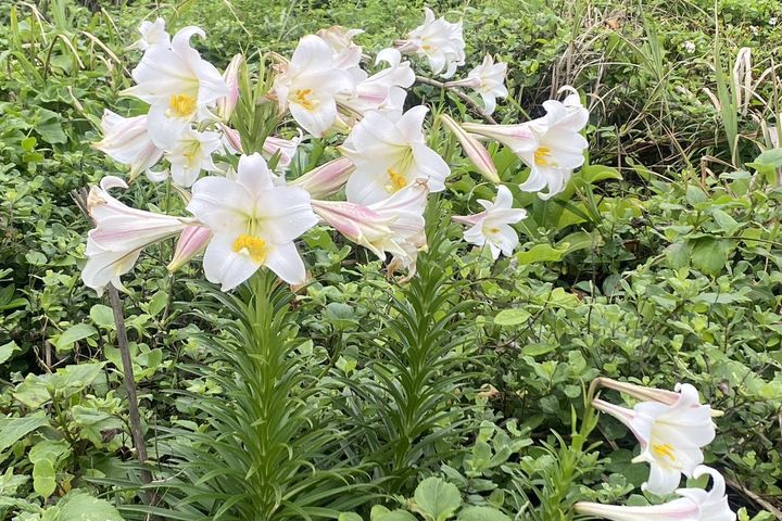 龜山島上的百合花也逐漸綻放。　圖：東北角暨宜蘭海岸國家風景區／提供