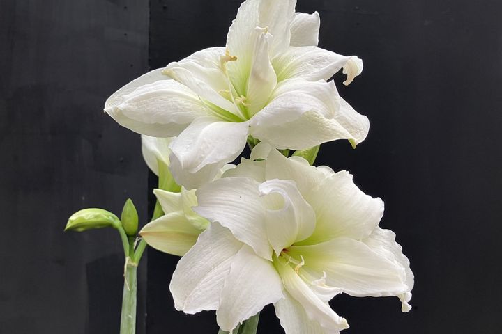 ▲盛開時花瓣邊緣會呈現微捲的「雪山」孤挺花。　圖：臺北市政府工務局／提供