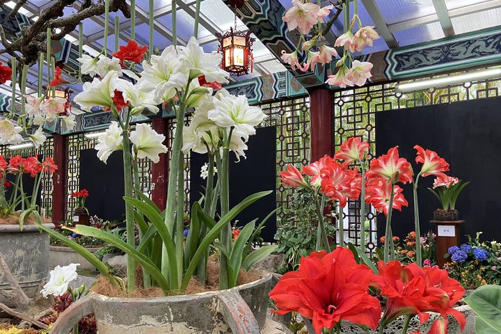 ▲本次展出紅、白、粉、雙色、單重瓣等近20種孤挺花。　圖：臺北市政府工務局／提供