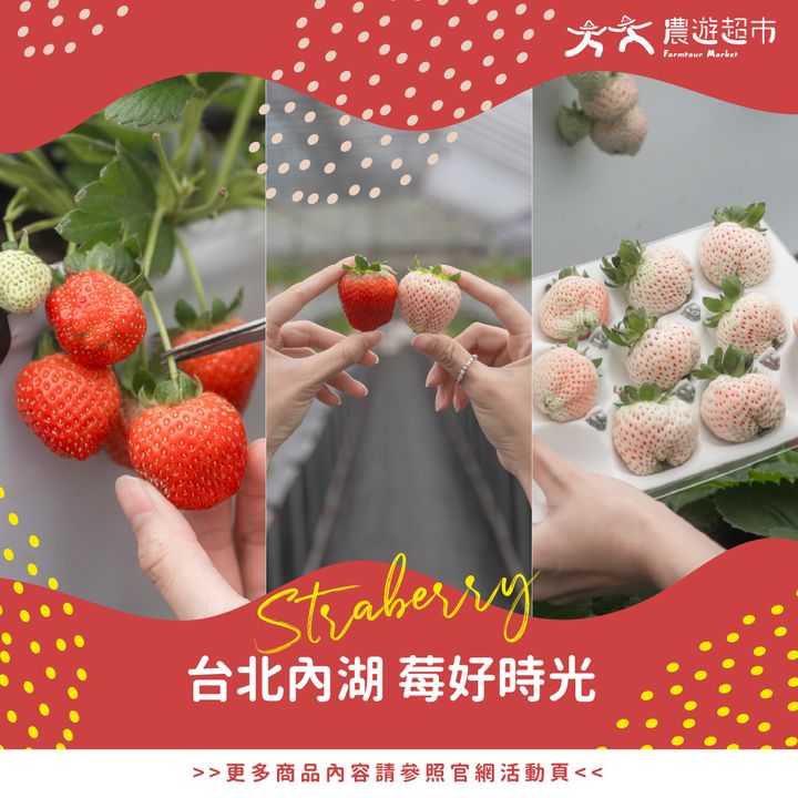 ▲2025內湖草莓季，一路甜到5月。　圖：農遊超市／提供