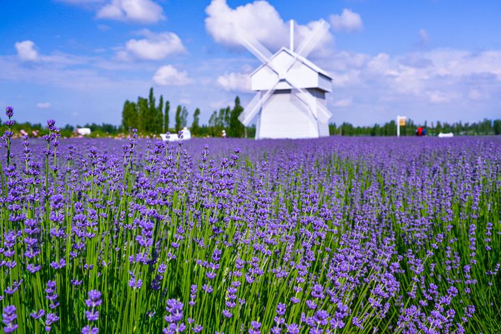 ▲新疆伊犁河谷薰衣草盛開。　圖：shutterstock／來源