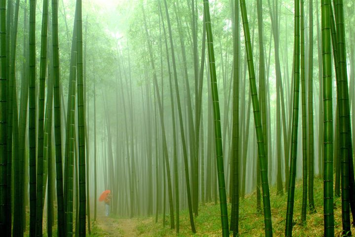 ▲貴州遵義竹海（攝影：付樹湘）。　圖：海峽兩岸旅遊交流協會／來源