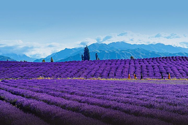 新疆是個好地方，霍城縣薰衣草花田。　圖：海峽兩岸旅遊交流協會／來源 