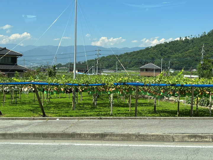 ▲當季五月在水果公園可以採草莓和櫻桃。　圖：向日遊顧問有限公司／提供