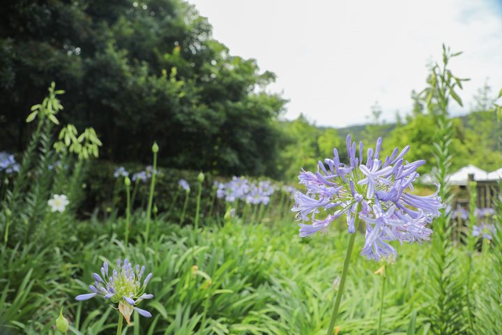 內雙溪的花語時光，正悄悄展開。　圖：台北市政府工務局大地工程處／提供