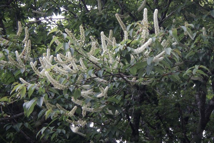 大雪山國家森林遊樂區臺灣稠李花。　圖：林業及自然保育署臺中分署／提供