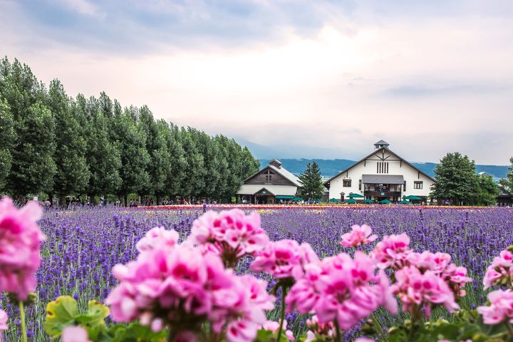 北海道夏日風情，賞心悅目。　圖：shutterstock／來源 