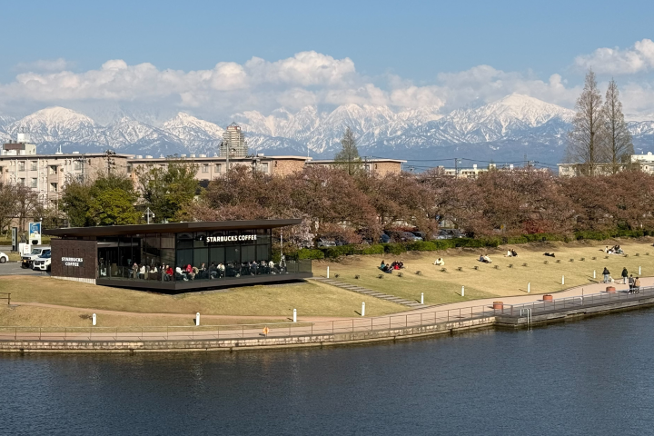 環水公園－世界最美星巴克，側有一排櫻花樹，後可見立山黑部美景。　圖：游琮玄／攝