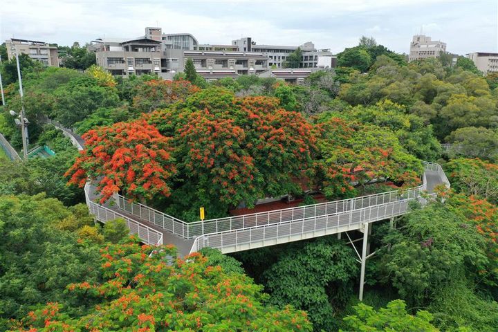 ▲八卦山天空步道鳳凰花。　圖：彰化縣政府／提供